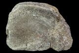 Hadrosaur Foot Bone - Alberta (Disposition #-) #100504-1